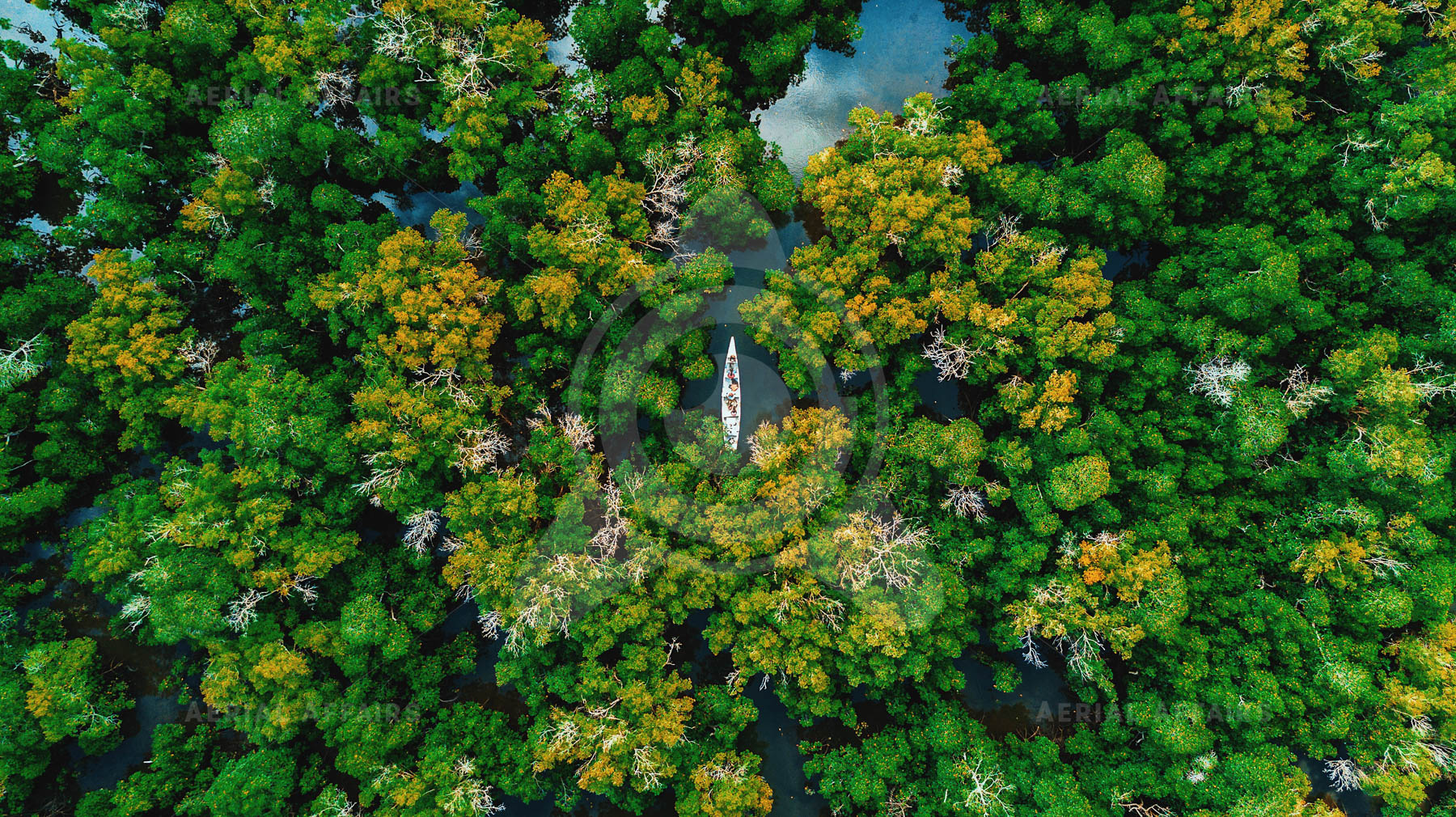Above a Mangrove forest