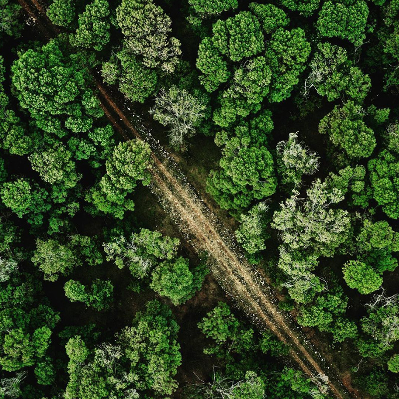 Save the forests